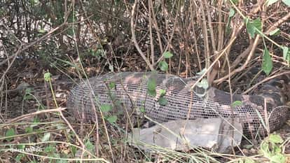 Satna News: 12 feet long python swallows pet German Shepherd devoured two in 10 days