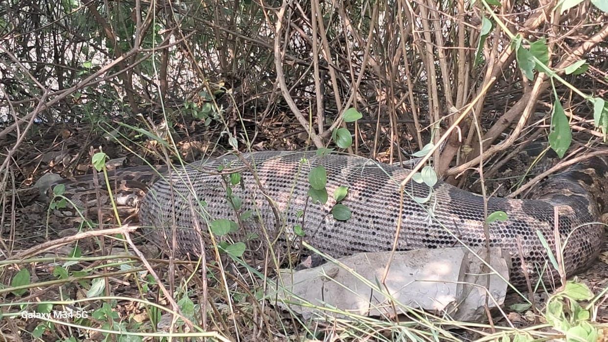 Satna News: 12 feet long python swallows pet German Shepherd devoured two in 10 days