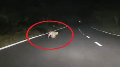 Leopard seen roaming near the city people in panic due to fear of leopard in Kanker