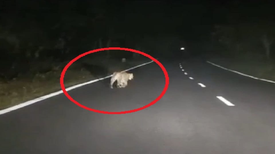 तेंदुए के भय से दहशत में  लोग