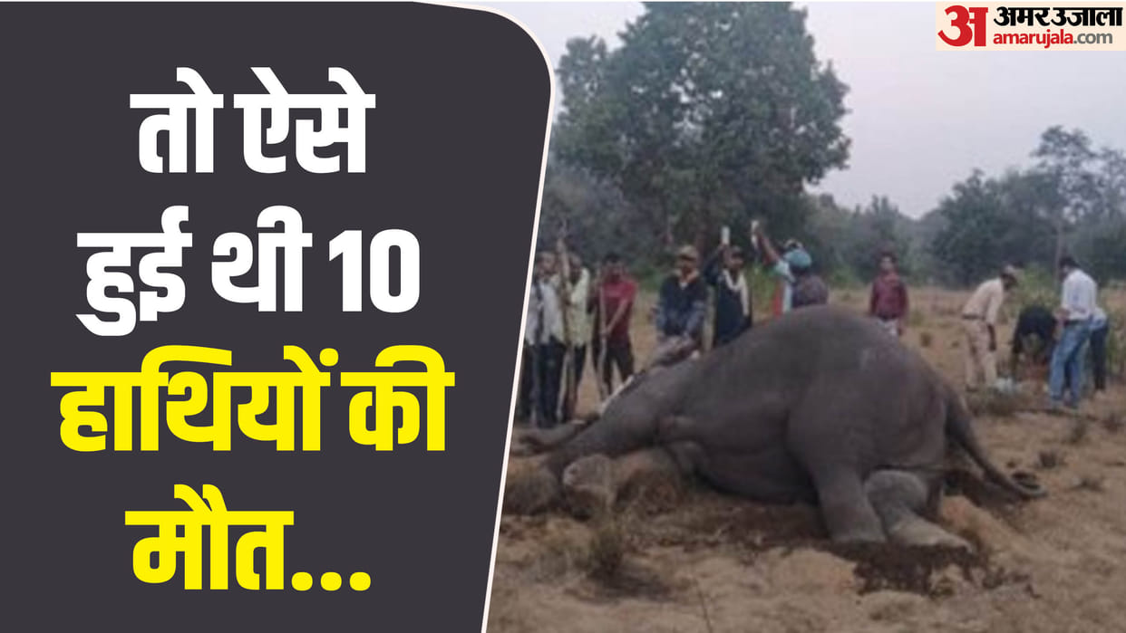 forensic investigation report has arrived Case of death of elephants in Bandhavgarh