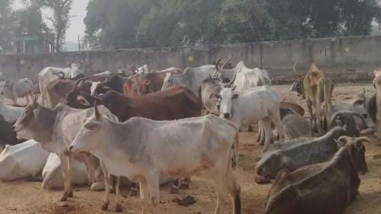 Cow urine will be purchased at Rs 5 per liter in the model cowshed in Bareilly