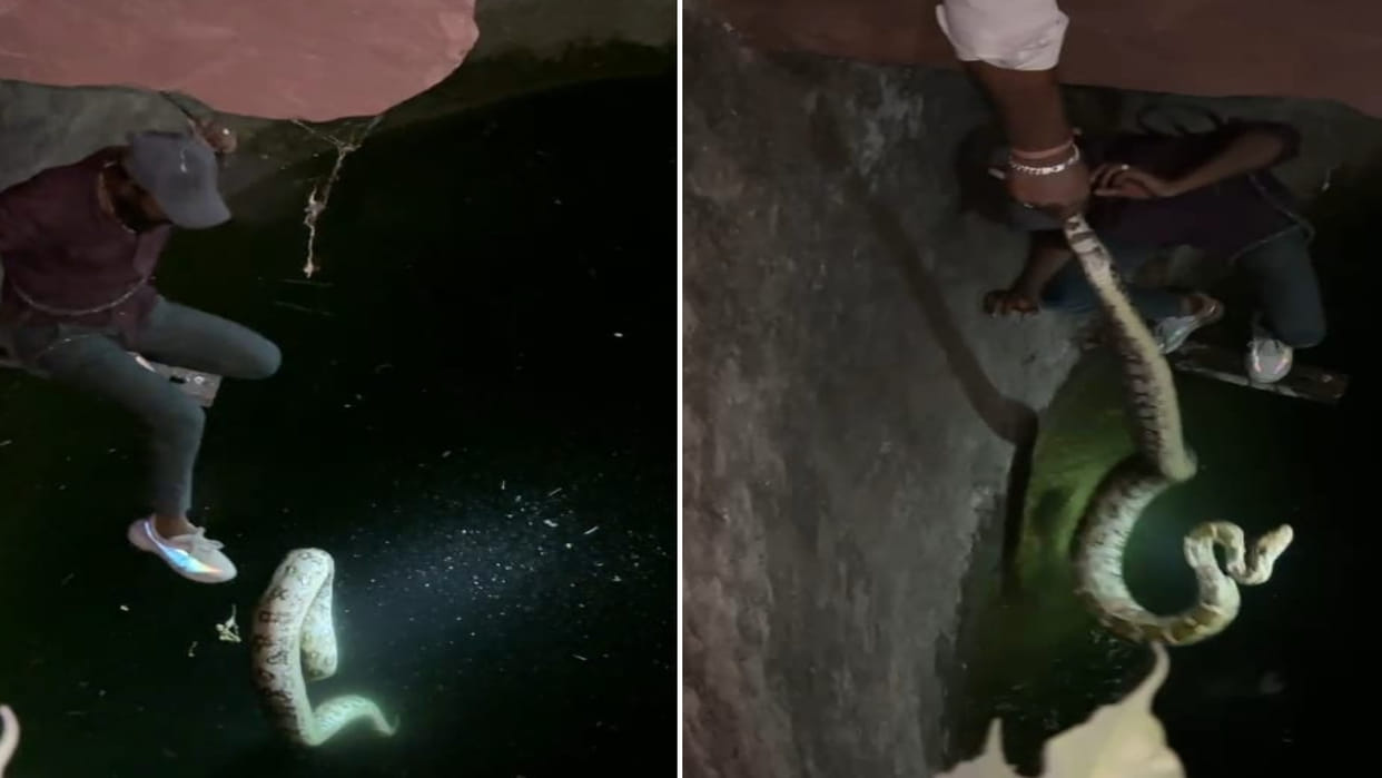 Chittorgarh News: 11 feet long Indian Rock Python rescued from 70 feet deep well, released in natural habitat