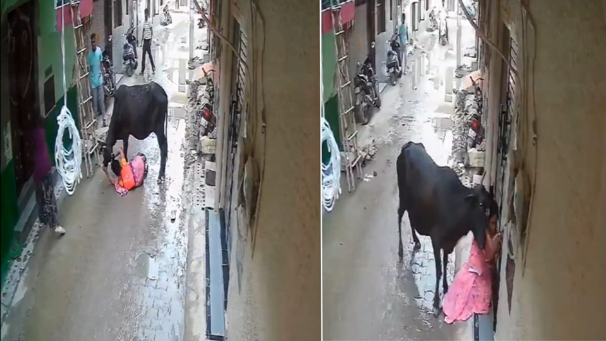 Viral Video bull was attacking on woman aunty taught her a lesson news in hindi