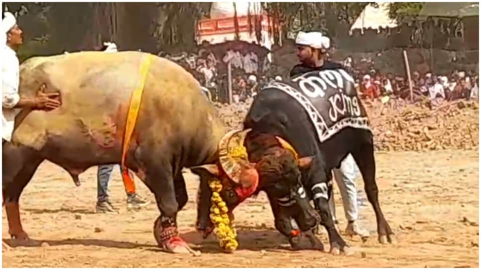 बोदरली में पाड़ों की टक्कर।