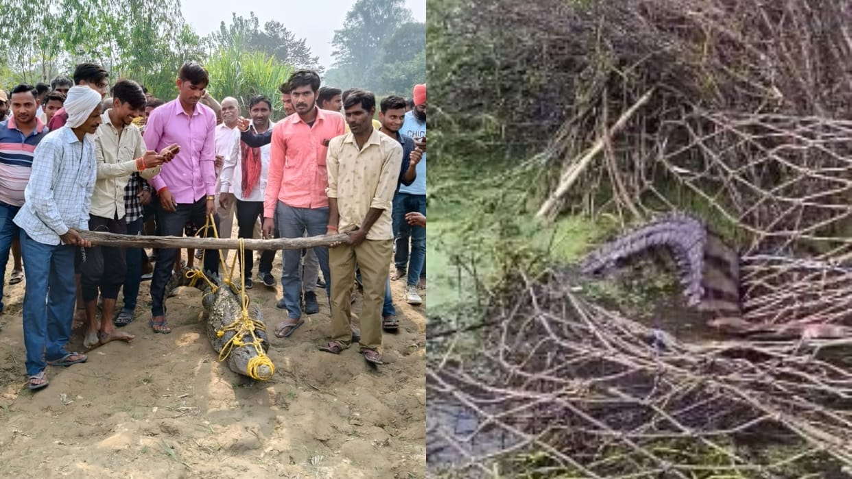 Crocodile caught from the pond due to vigilance of youth in Bareilly