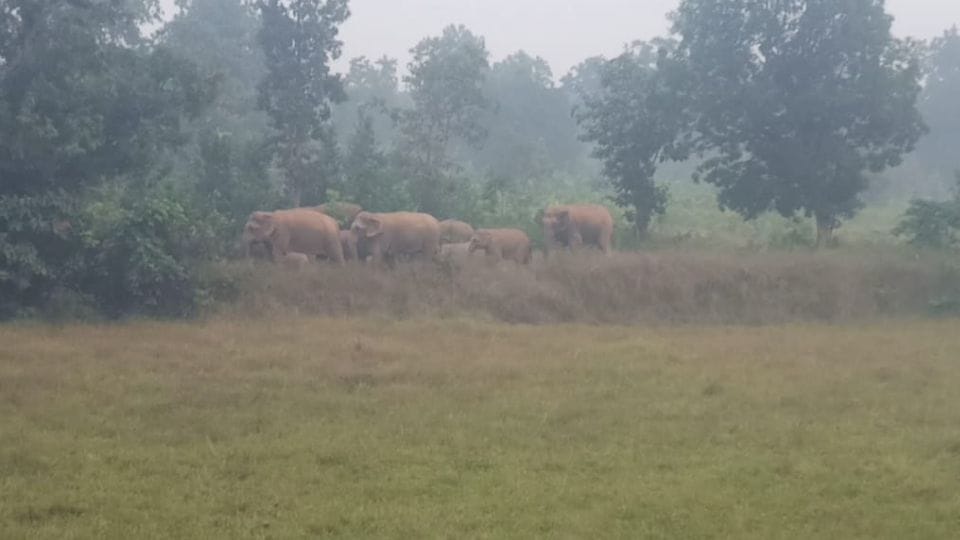 152 wild elephants roaming in Dharamjaigarh forest division