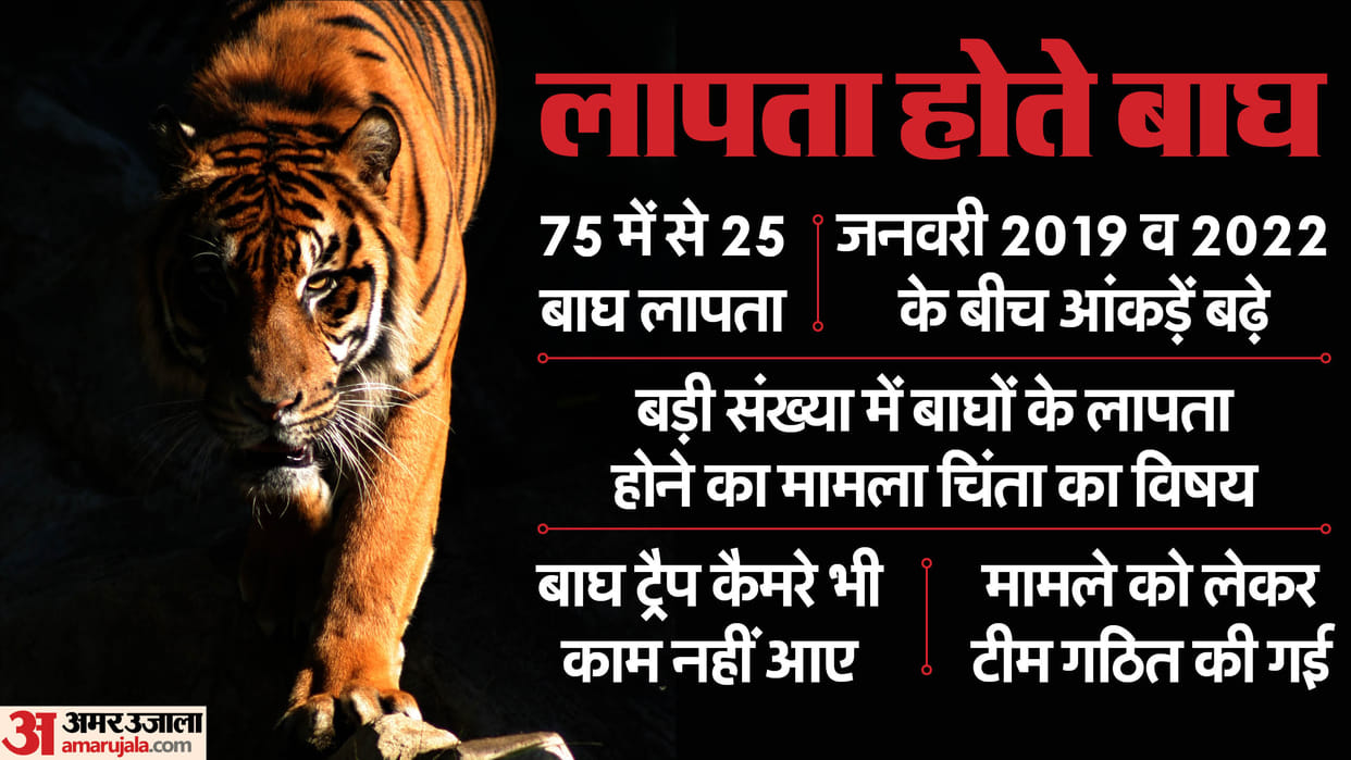 One third of the 75 tigers of Ranthambore Sanctuary are missing