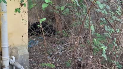 Bear entered Kanker court premises