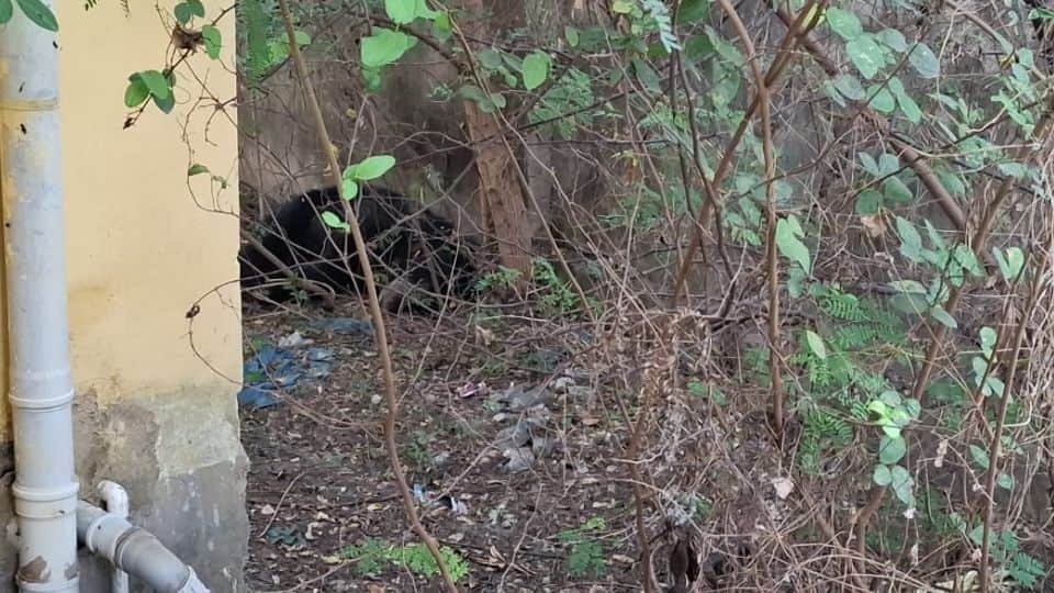 न्यायालय परिसर में घुसा भालू