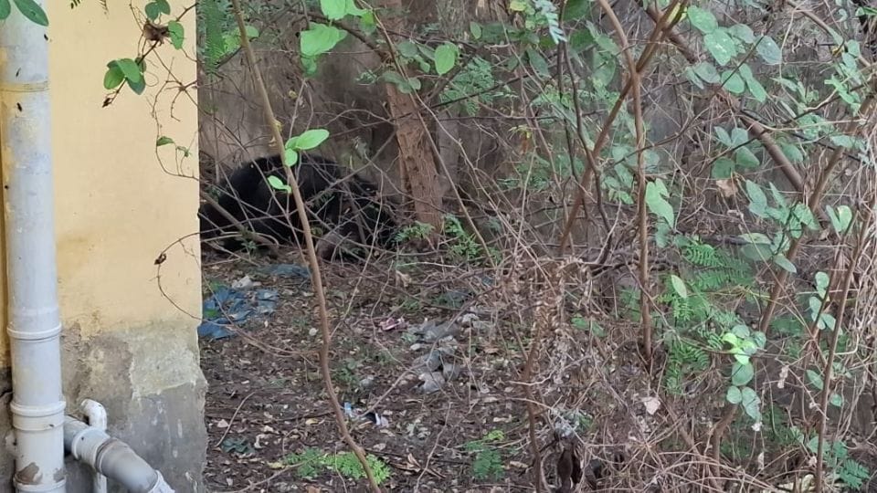 न्यायालय परिसर में घुसा भालू