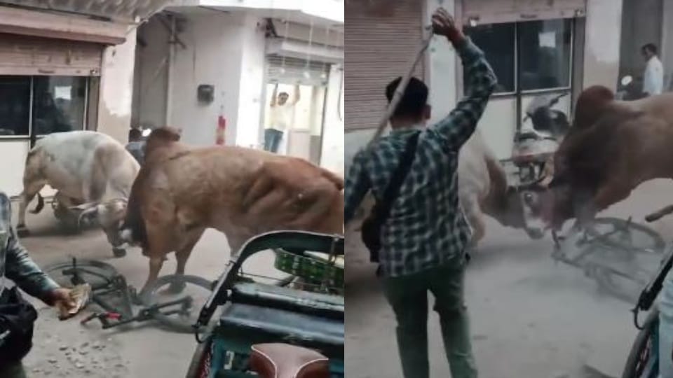 bulls Fight in Rewari many vehicles damage video viral