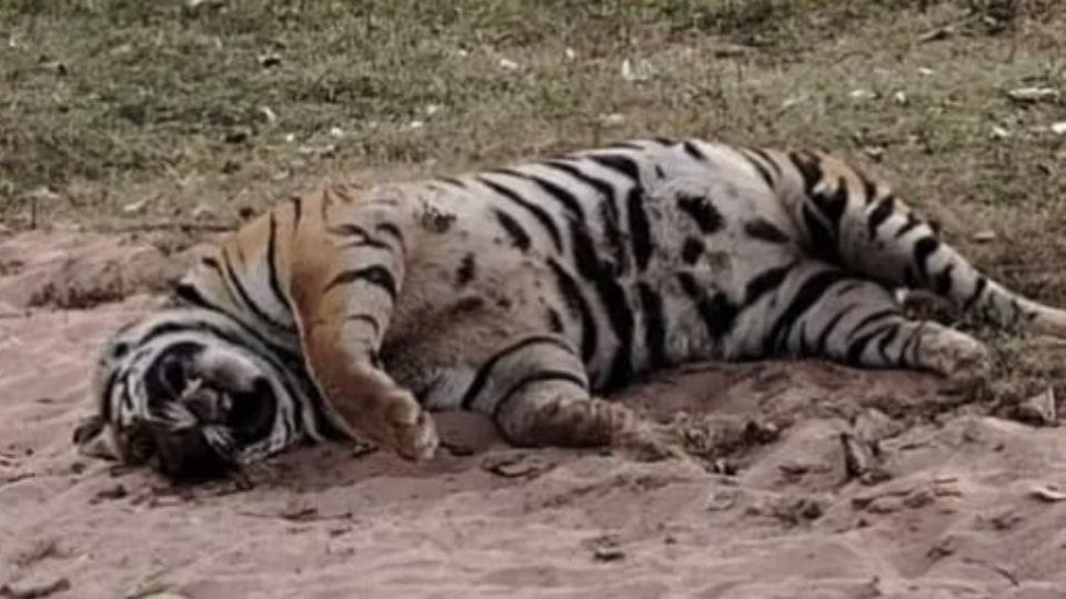 Tiger carcass found in the border area of Korea Forest Division