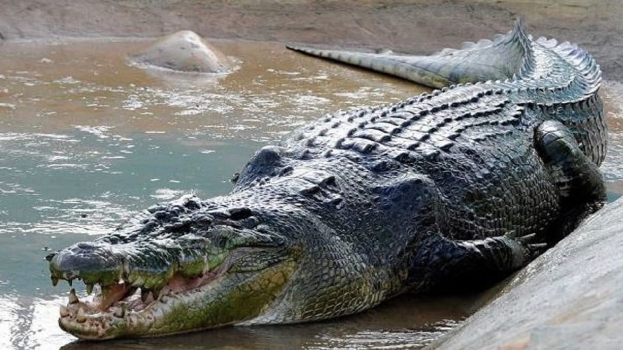 Bihar: Crocodile entered house in Bhagalpur, panic among people; Forest department caught; Chhath Puja