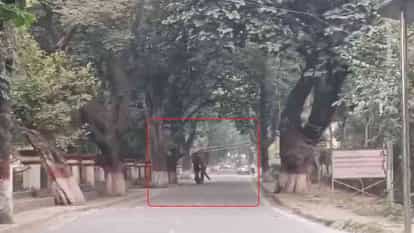 हरिद्वार समाचार गुरुकुल कांगड़ी विश्वविद्यालय परिसर में पहुंचा हाथी, देखकर दहशत में आए लोग