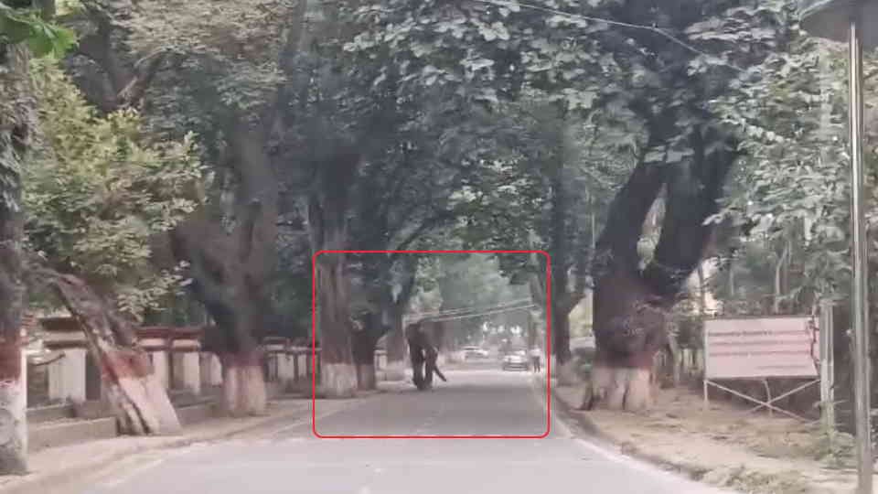 Haridwar News Elephant Reached Gurukul Kangri University campus People Panic to see