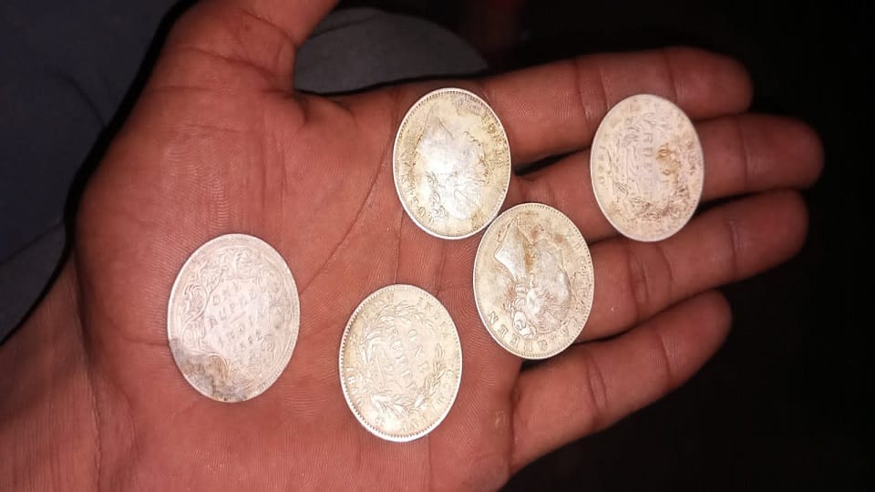 Silver coins found while digging a pit to bury a cow