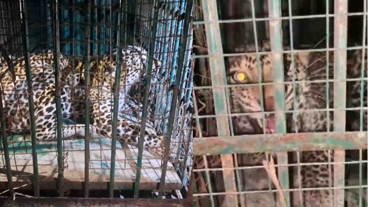 Chittorgarh: Leopard got trapped in the cage due to greed for goat