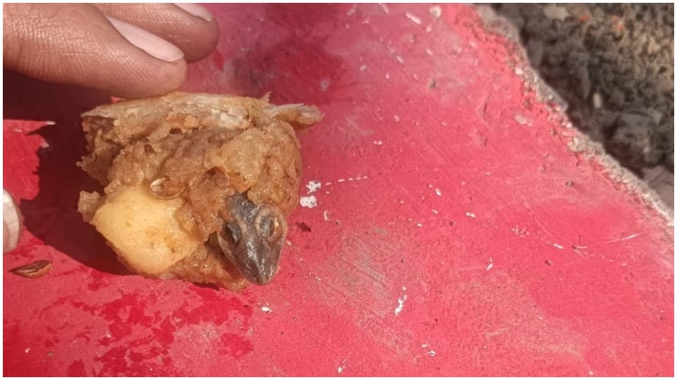 Rewa News: Lizard in samosa child's health deteriorated after eating MP Hindi News