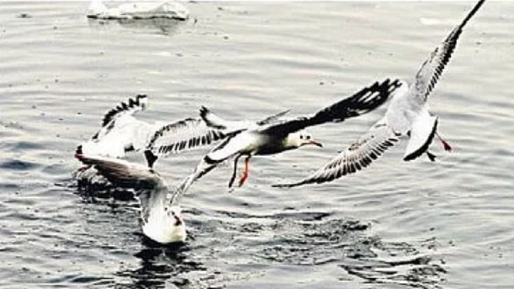 Poisonous Air And Contaminated Yamuna…foreign Birds Do Not Like To Come To Delhi. – Amar Ujala Hindi News Live