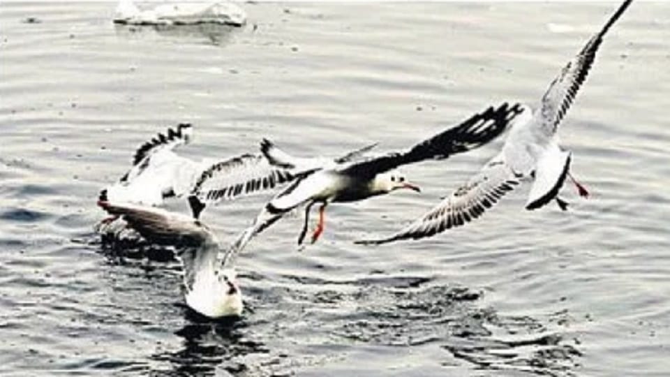 Poisonous air and contaminated Yamuna...foreign birds do not like to come to Delhi.