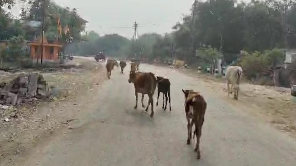 dead cattle were tied behind a tractor and dragged on the road