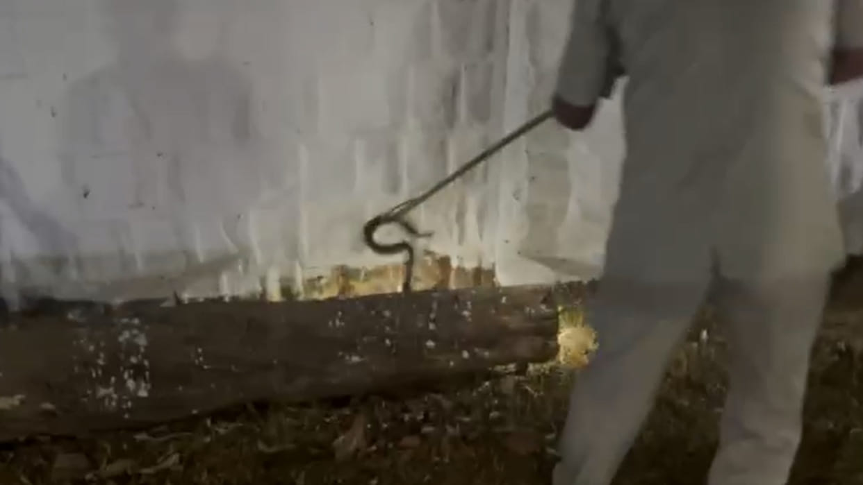 rajgarh News When! Cobra snake found in SP bungalow_watch video