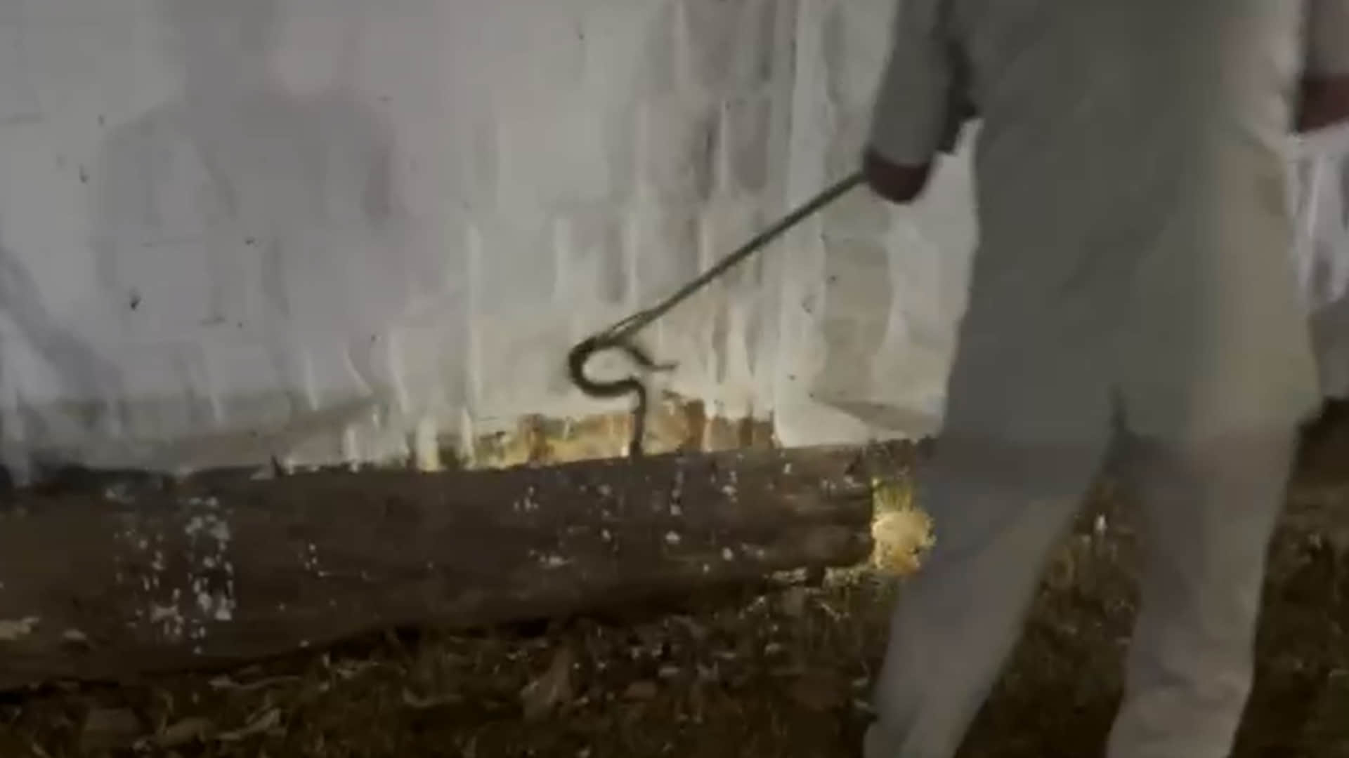 गुना में एसपी के बंगले से सांप पकड़ती फॉरेस्ट डिपार्टमेंट की टीम