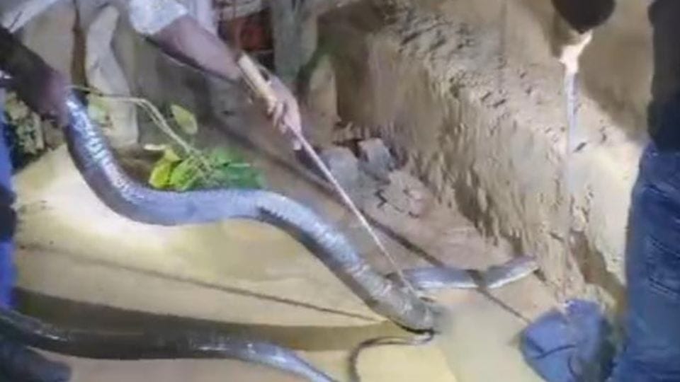 13 feet long king cobra was sitting in courtyard of house in Korba