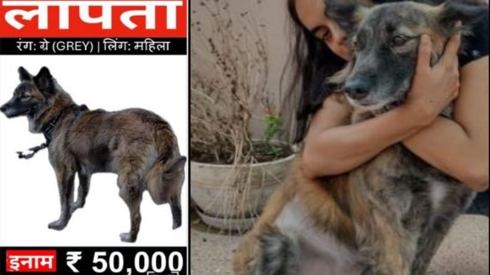missing Dog greyhound has not been found yet tourist couple appealed to the authorities