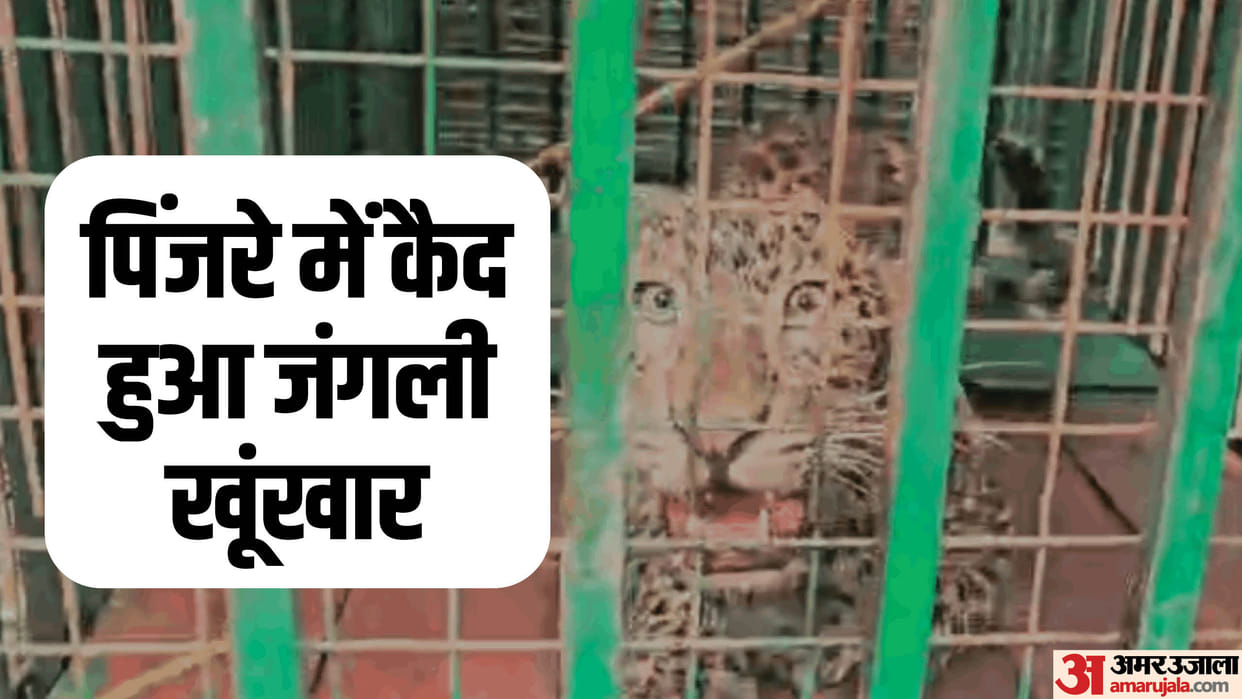 leopard got trapped in wire snare in Bijnor field