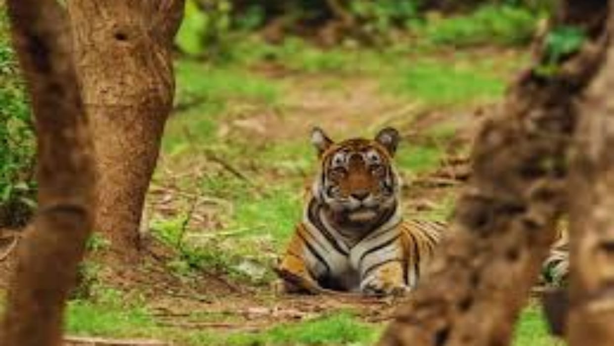 Alwar News: Tiger ST 15 seen for the first time in the season, tourists did a lot of photography in Sariska