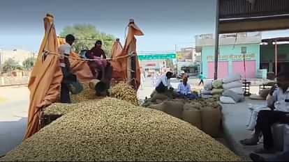 Bikaner News : मंडी में मूंगफली बम्पर आवक के बावजूद नहीं मिल रहा है उचित भाव, किसानों की चिंता बढ़ी Bikaner News: Despite bumper arrival of peanuts, they are not getting proper price, farmers' worries increased