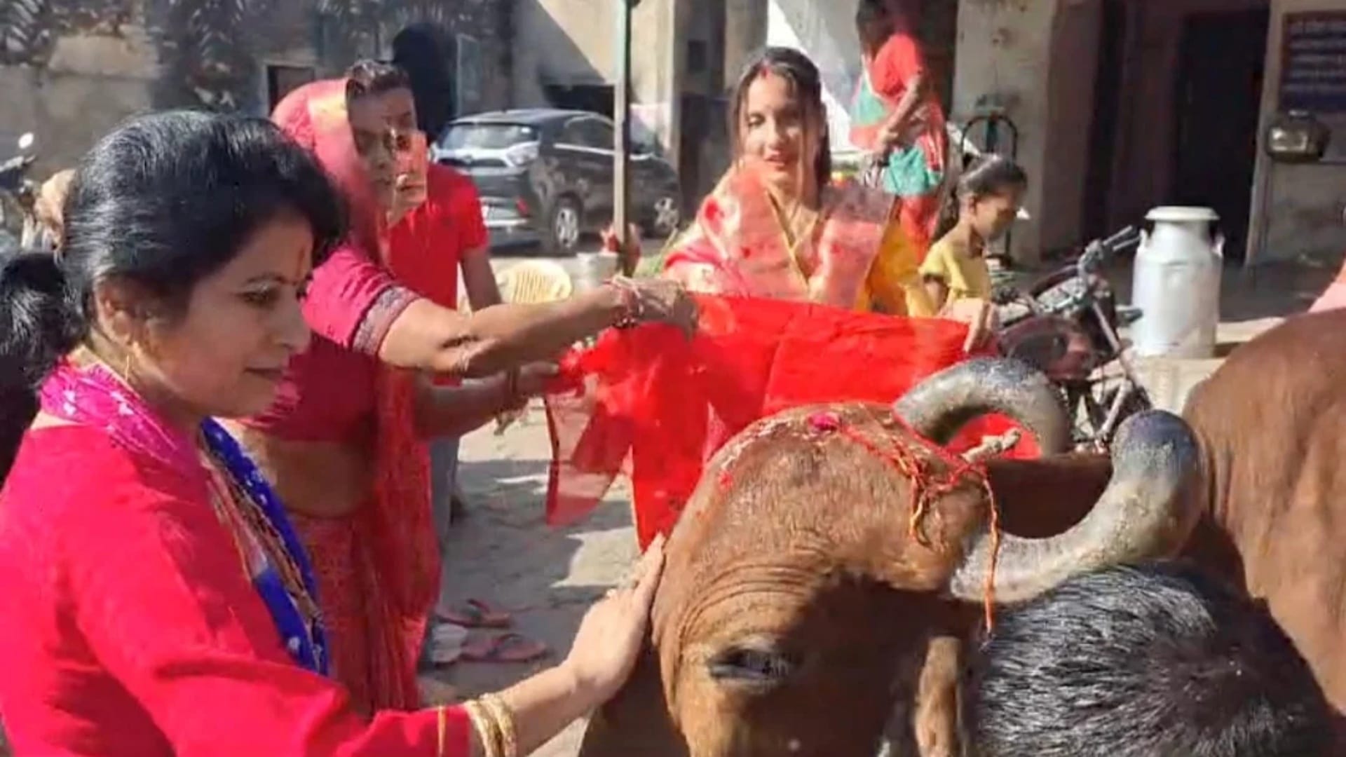 महिलाएं गाय को चुनरी ओढाते हुए