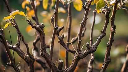 Himachal News Due to drought the bark of apple plants started peeling off there is a danger of canker