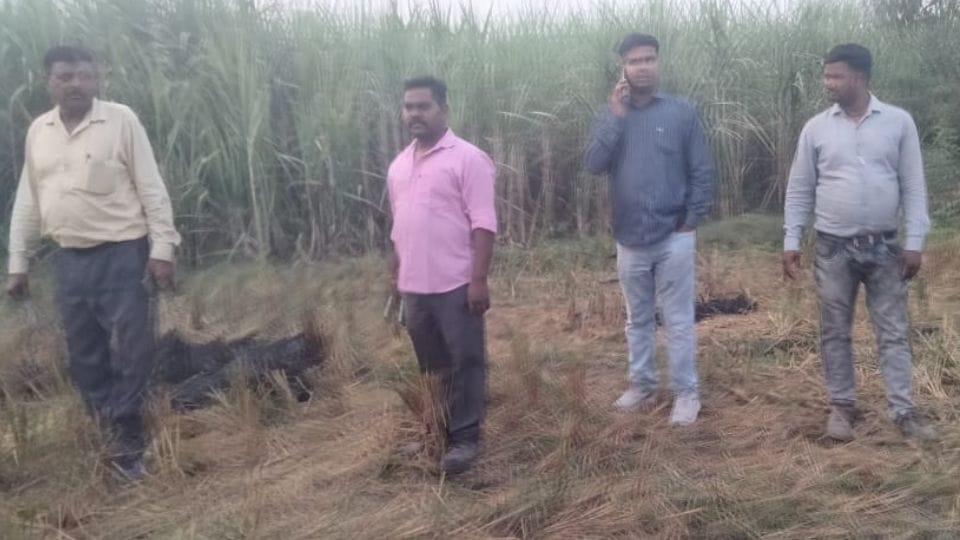Tiger attacked and killed a cow in Pilibhit