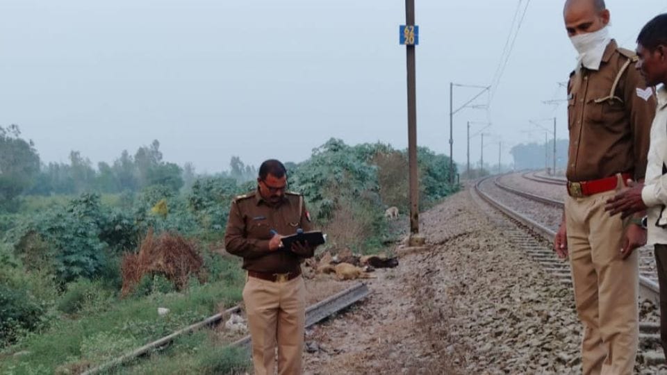 More than 15 sheep and their owner died after being hit by a train in Gajraula