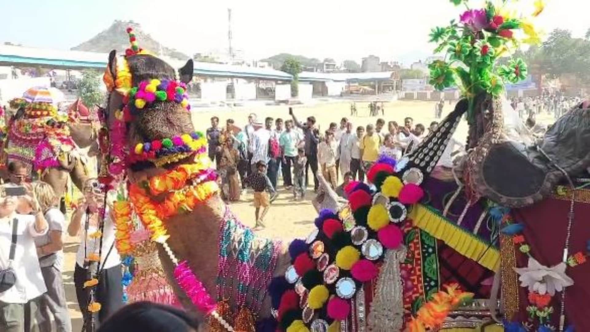 Rajasthan News: Desert ships decorated like brides, camel decoration competition organized in Pushkar fair