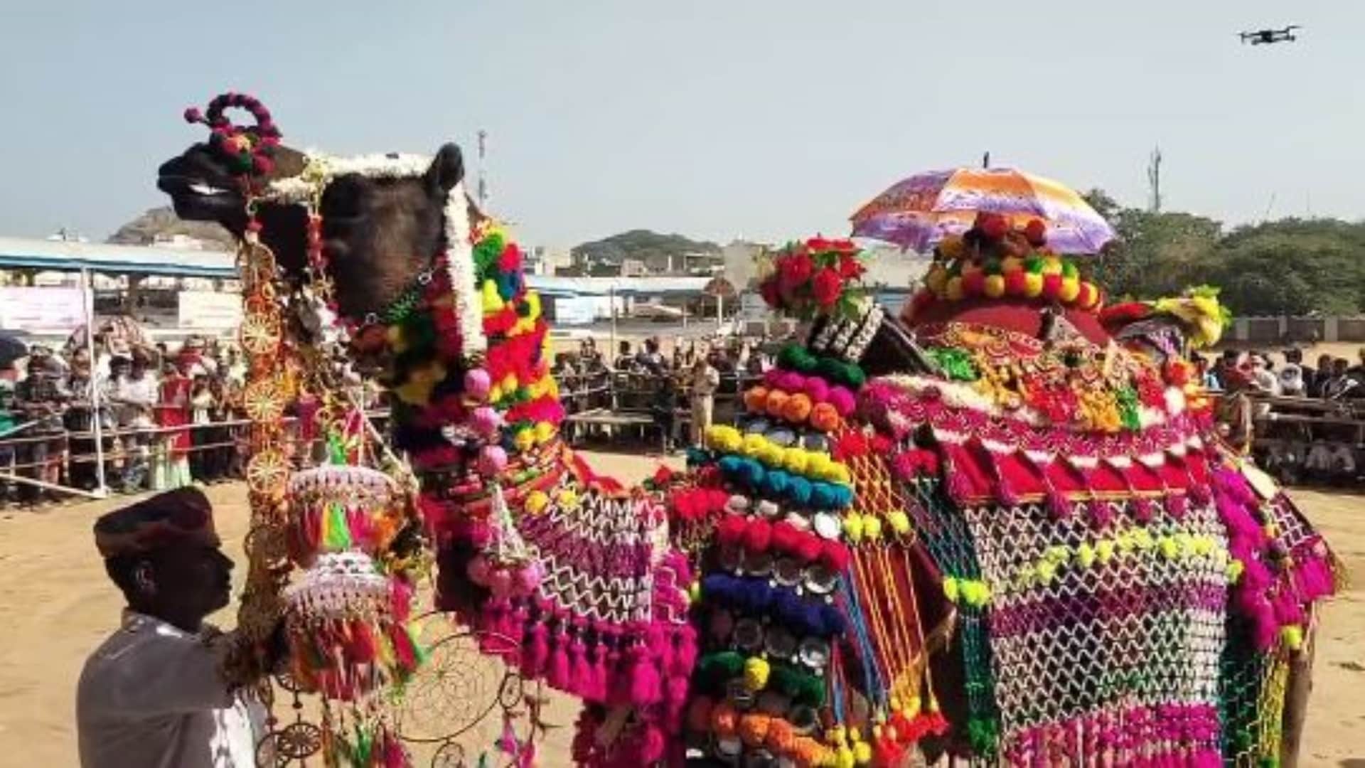 Rajasthan News: Desert ships decorated like brides, camel decoration competition organized in Pushkar fair