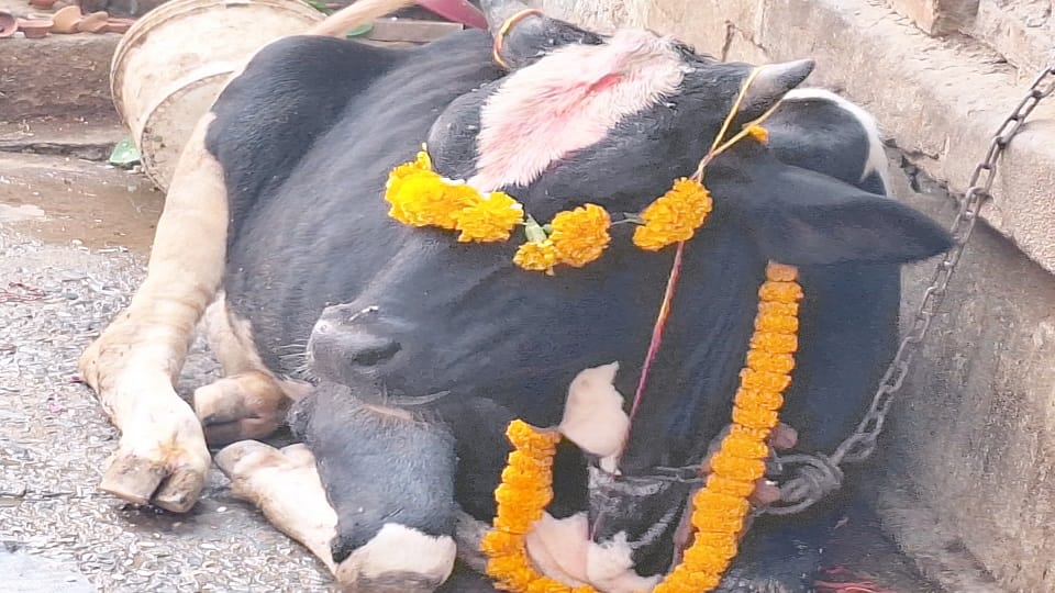 Postage stamps issued in honor of cow