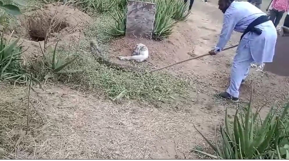a 12 feet long python dragged a baby goat into the grave In Maihar