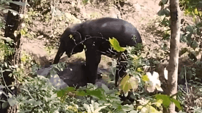 baby elephant ate a bomb in Udanti-Sitanadi Tiger Reserve