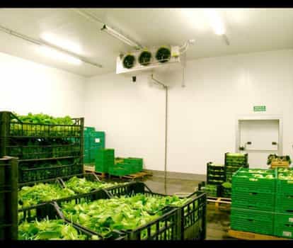 UP: Shrinkage tightened on cold stores, rotten vegetables will not be thrown out, experts advise to keep them