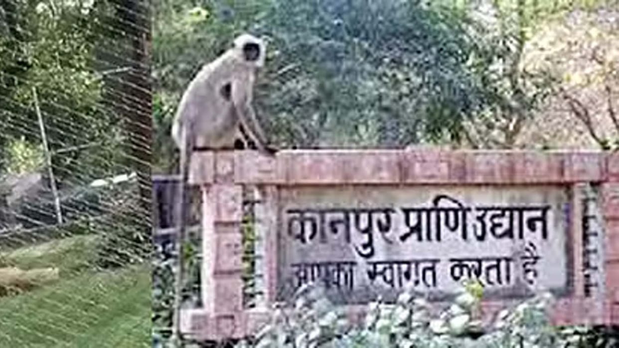 Kanpur zoo was buzzing with visitors on New Year, 12000 visitors arrived