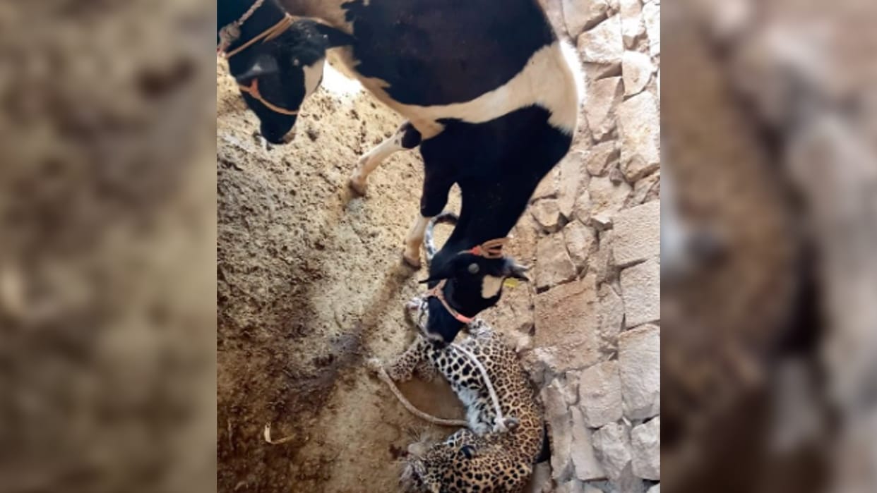 Cow Leopard Viral Video: Leopard Enters Cattle Shed But Cow Does Not Fear Starts Licking Video Goes Viral