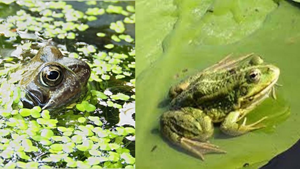 climate change existence of frogs is threatened by drying water habitats