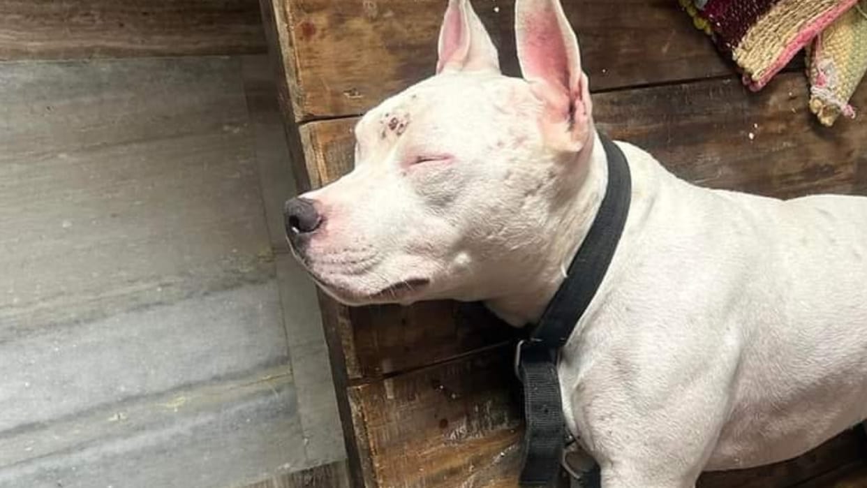 Many homes are raising dogs of banned breeds in Bareilly