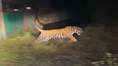 Bundi Ramgarh Vishdhari Tiger Reserve has got new king shifting of tiger 2303 will add to its beauty