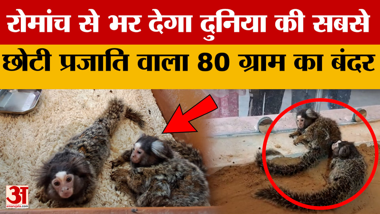Rohtak: दुनिया के सबसे छोटे बंदर, देखते ही लोग हुए दंग, वजन इतना कि उंगलियों से पकड़ लें!