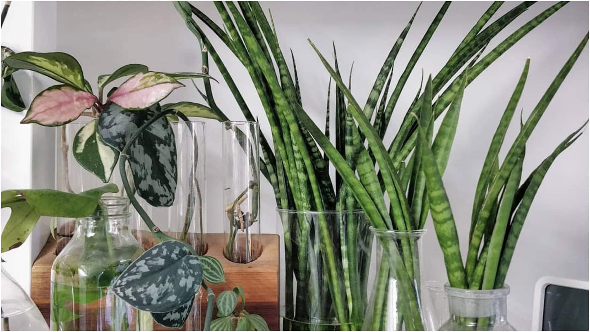 Delhi Pollution 2025 Gardening Tips Best Air Purifying Plants For Home in Hindi Disprj